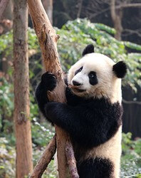 Панда лезет на дерево, заповедник панд в Китае, Чэнду