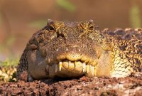 Крокодил в парке Какаду