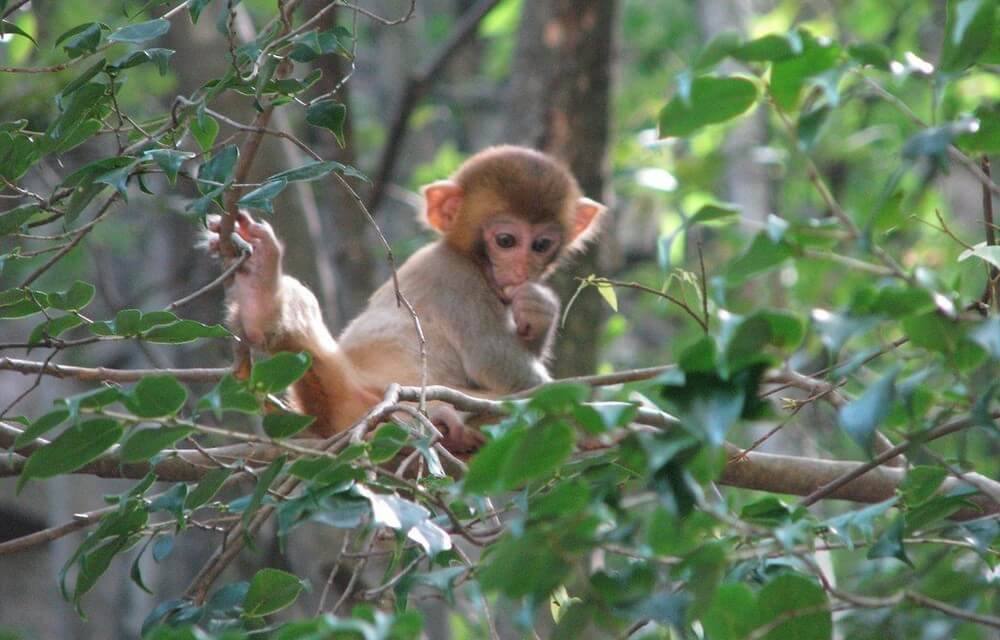 Национальный парк Чжанцзяцзе в Китае, обезьянка