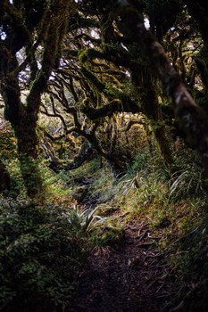 Гоблинский лес, Национальный парк Эгмонт, Новая Зеландия