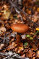 Национальный парк Кахуранги, грибы