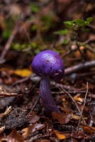 Национальный парк Кахуранги, сиреневый гриб