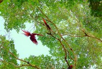 попугаи, Нансияга, Мексика