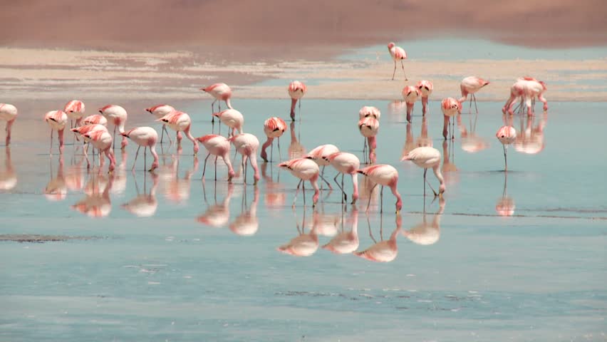 Фламинго, Аргентина, Лагуна Верде