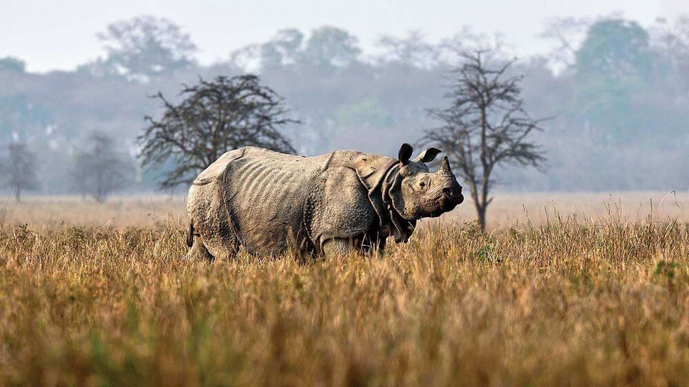 Однорогий носорог, парк Казиранга