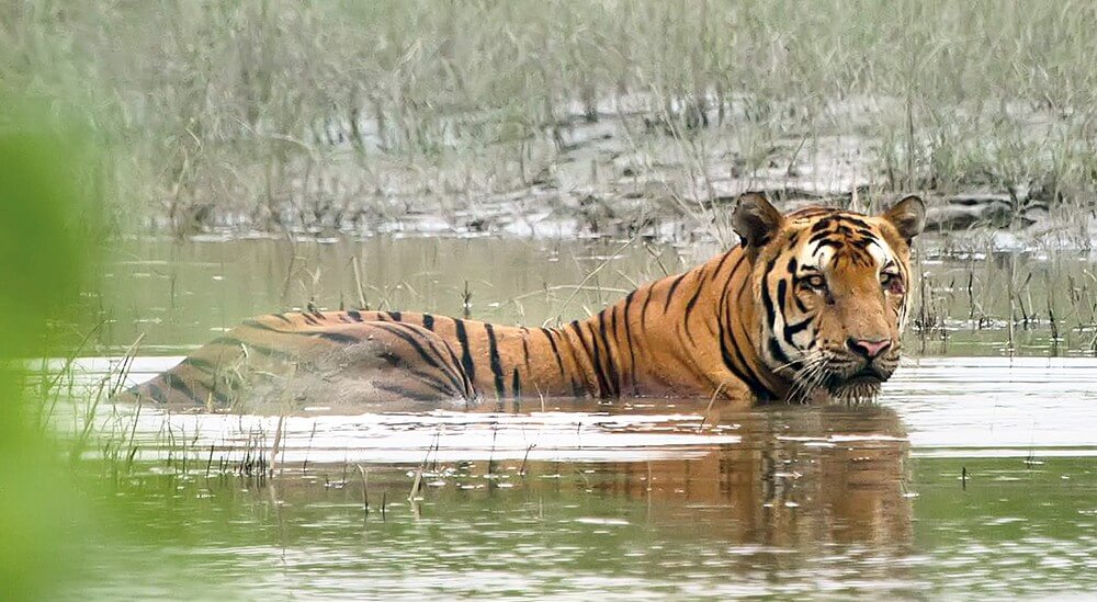 Тигр в воде в национальном парке Казиранга