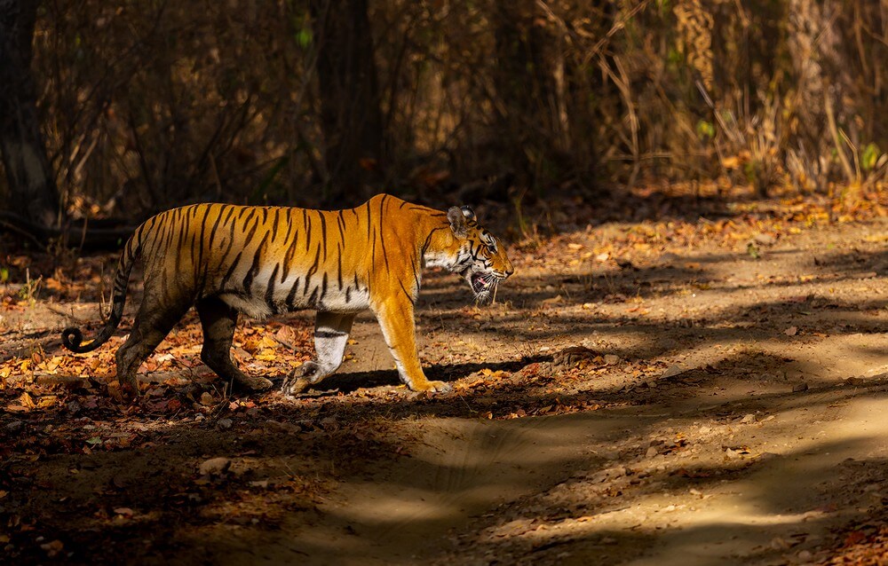 Бенгальский тигр в парке Канха, Индия