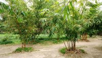 Бамбуковый сад