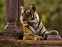 Бенгальский тигр в заповеднике Рантамбор